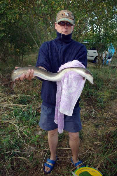 Aal, 78 cm, 1.4 kg, gefangen von Sven Fischer im August 2009
