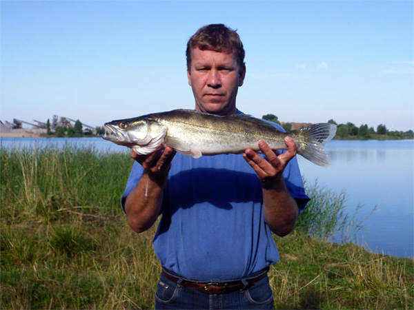 Zander - 60 cm - 2.3 kg, gefangen von Steffen Reuther im Juli 2010