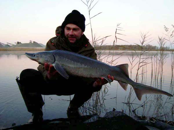 Stör - 98 cm - 5.3 kg, gefangen am 29.11.2011 von Rene Geißler auf Fischmehlboilie