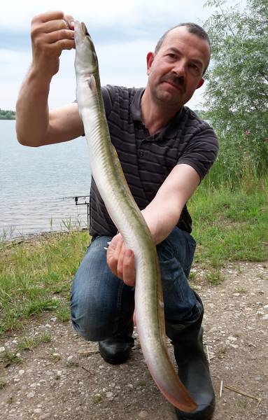 Aal, 80 cm, 1 kg, gefangen von Ralf Parthaune am 26.06.2015 auf Köderfisch